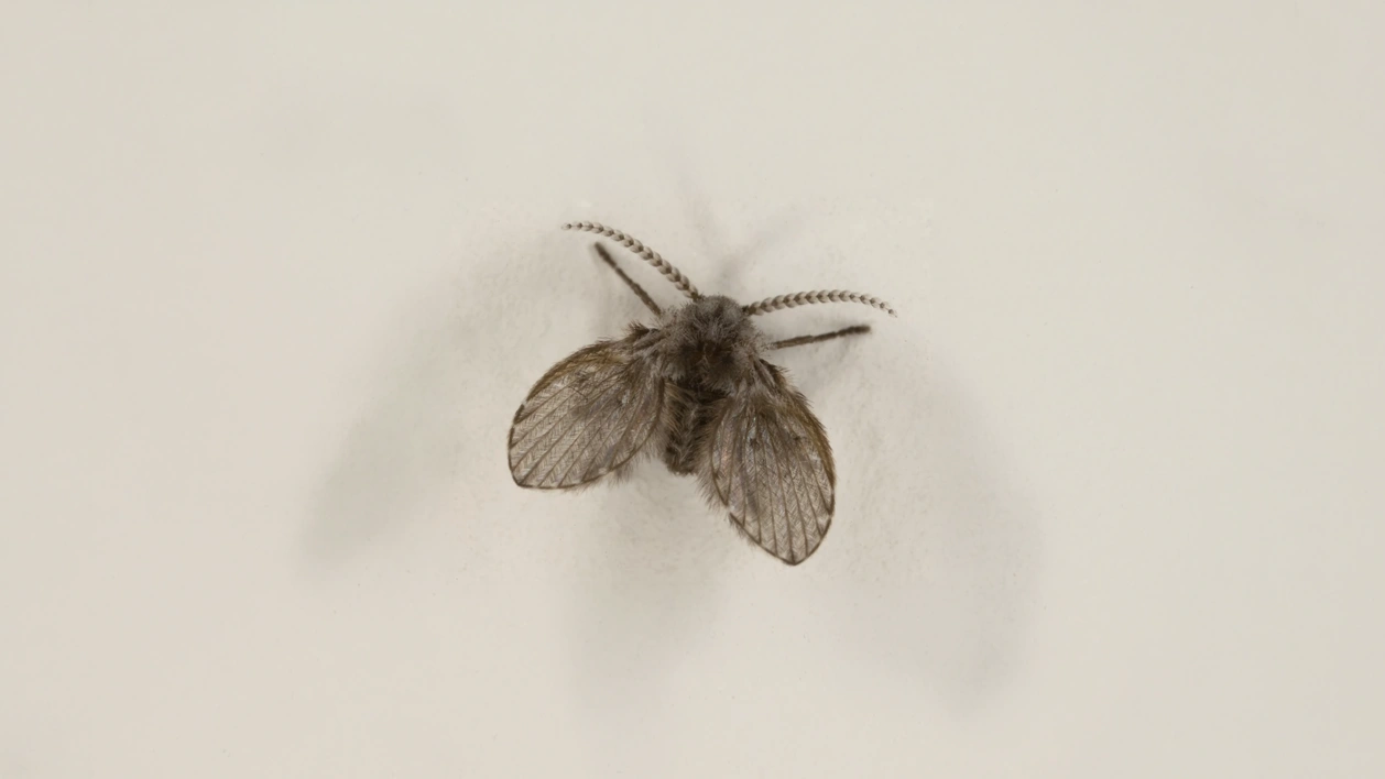 Drain-Flies